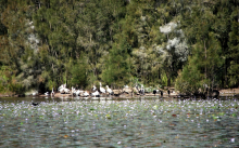 Sunning Pelicans in Fig Tree Lake