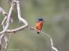 Azure Kingfisher