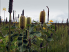 Banksias