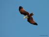 Brahminy Kite flying