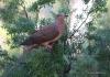 Brown Cuckoo Dove