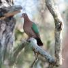 Emerald Dove