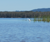 Giant Egret