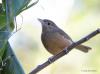 Little Shrike Thrush