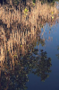 Mangrove reflections