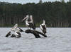 Pelicans