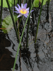 Waterlily