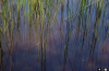 Reeds