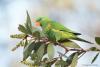 Scaley-breasted Lorikeet