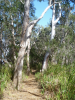 Walkway Melaleuca